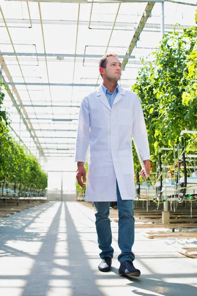 温室で植物の中を歩く白衣の科学者 — ストック写真