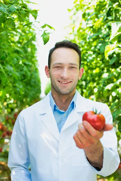 Científico Con Tableta Digital Examinando Tomates Invernadero —  Fotos de Stock