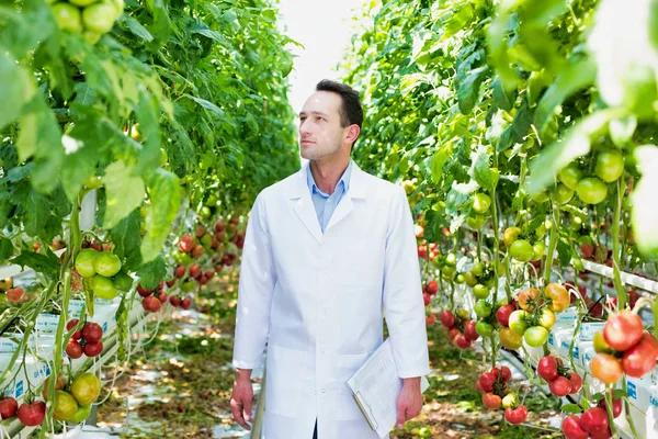 Επιστήμονας Στο Εργαστήριο Παλτό Περπατώντας Ανάμεσα Φυτά Στο Θερμοκήπιο — Φωτογραφία Αρχείου