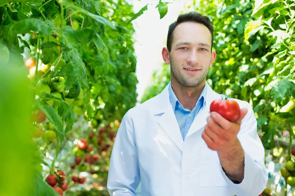 Wetenschapper Met Digitale Tablet Behandeling Van Tomaten Serre — Stockfoto