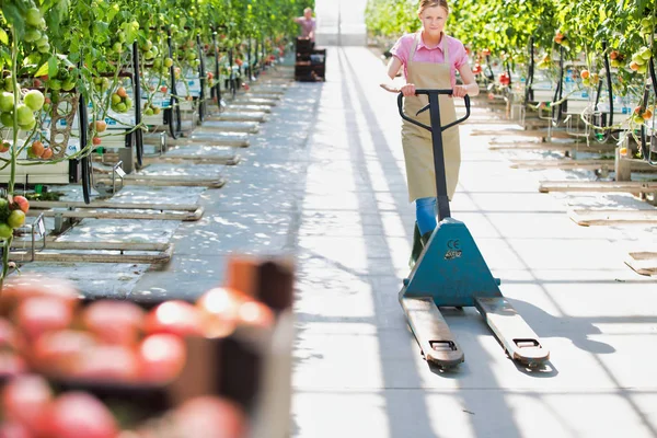 Frau Schiebt Tomatenkisten Auf Palettenheber Gewächshaus — Stockfoto