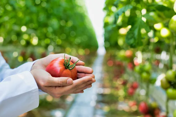 Cropped Image Scientist Holding Fresh Organic Tomato Greenhouse — Stok fotoğraf