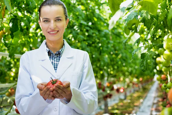 Retrato Científico Sonriente Sosteniendo Tomate Orgánico Invernadero —  Fotos de Stock