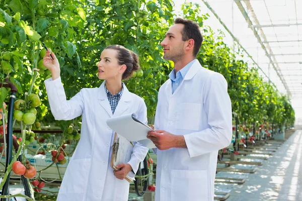 Kollegor Undersöker Tomatplantor Växthus — Stockfoto