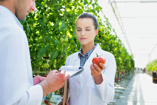 Kollegor Undersöker Tomatplantor Växthus — Stockfoto