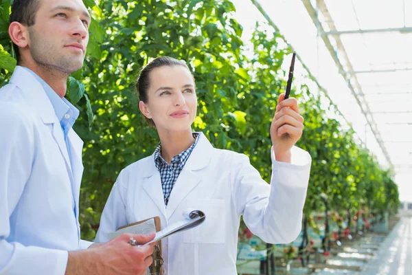 Kollegen Untersuchen Tomatenpflanzen Gewächshaus — Stockfoto