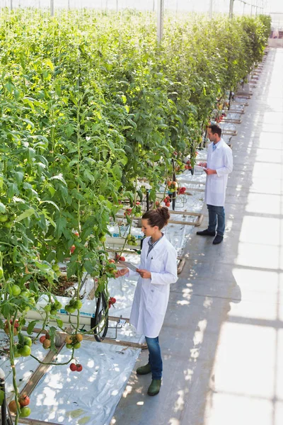 Colegas Examinando Plantas Tomate Estufa — Fotografia de Stock