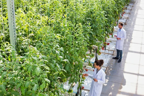 Colegas Que Examinan Plantas Tomate Invernadero —  Fotos de Stock
