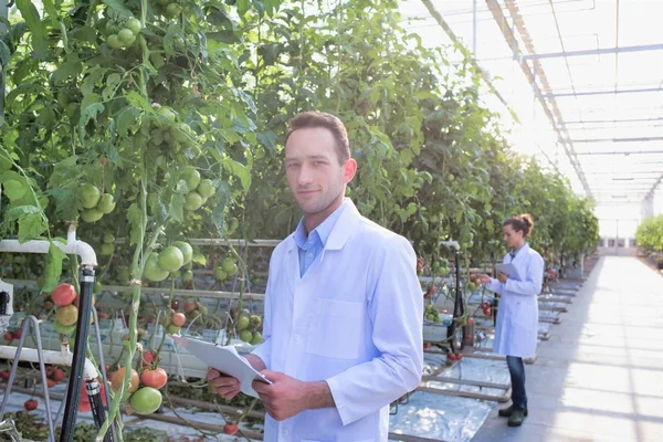 Collega Die Tomatenplanten Kas Onderzoeken — Stockfoto