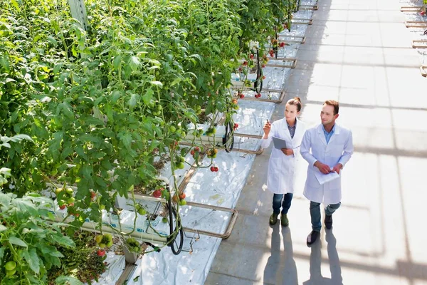 Kolleger Der Undersøger Tomatplanter Drivhus - Stock-foto