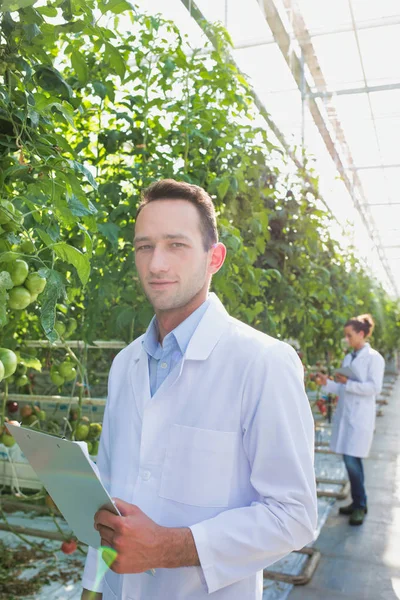温室でトマトを調べる同僚は — ストック写真