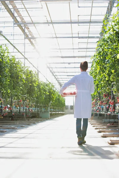 温室で植物によって箱でトマトと科学者の背面図 — ストック写真