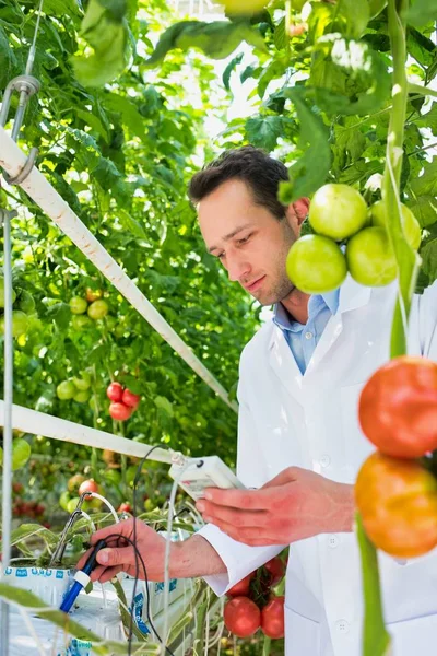 Cientista Que Examina Tomates Estufa — Fotografia de Stock