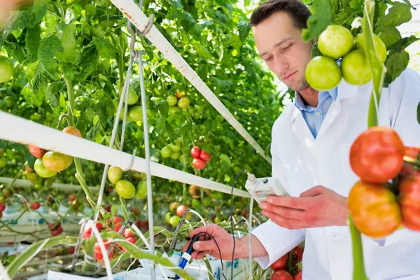 Wetenschapper Die Tomaten Onderzoekt Kas — Stockfoto