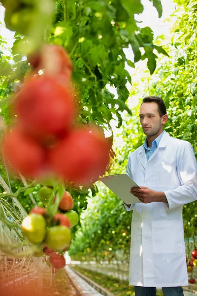 科学家用数字平板电脑检查在温室里的西红柿 — 图库照片