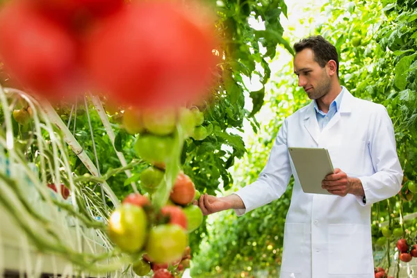 Cientista Com Tablet Digital Examinando Tomates Estufa — Fotografia de Stock