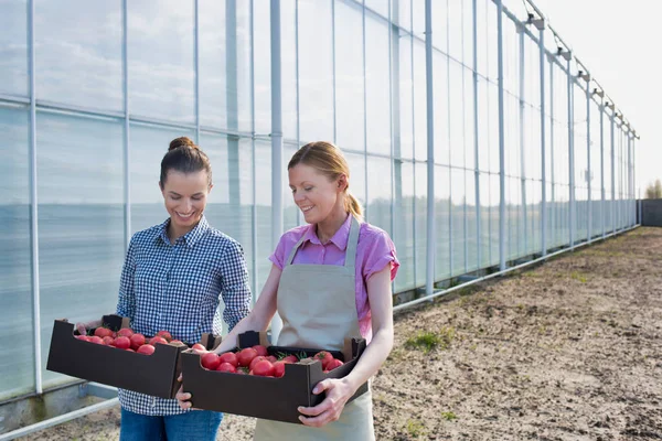 Coworkers Crates Talking While Walking Greenhouse — Stock Photo, Image