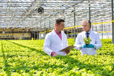 Bitki yetiştirme odasında bitkileri inceleyen kendinden emin yetişkin erkek bilim adamları.