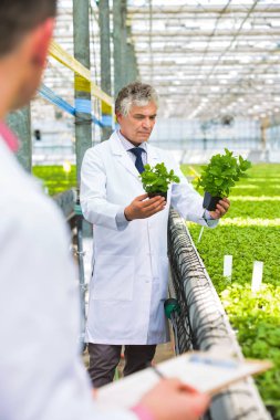 Bitki yetiştirme odasında dikilirken bitkileri inceleyen kendinden emin erkek bilim adamı.