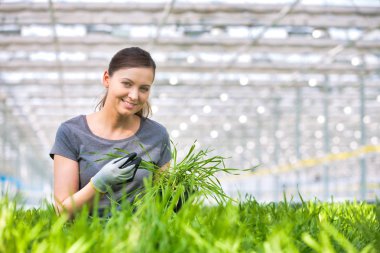 Bitki yetiştirme odasında bitki tohumlarını inceleyen kadın botanikçi.