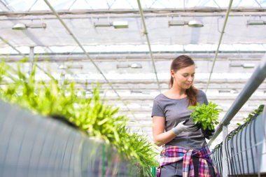 Bitki yetiştirme odasında bitki tohumlarını inceleyen kadın botanikçi.