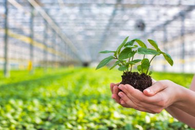 Bitki yetiştirme odasında fideleri tutan dişi botanikçi görüntüsü.