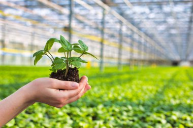 Bitki yetiştirme odasında fideleri tutan dişi botanikçi görüntüsü.