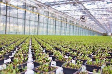 Modern sera büyüyen yeşil otlar