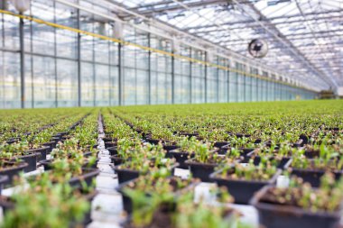 Modern sera büyüyen yeşil otlar