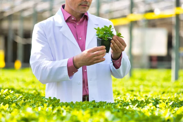 Científico Varón Confiado Examinando Hierba Invernadero —  Fotos de Stock