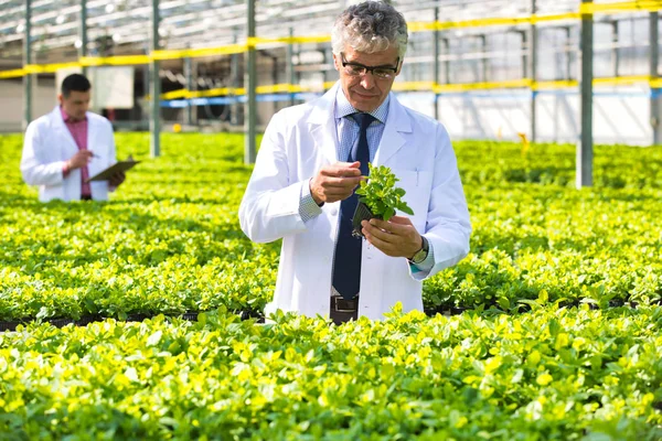 Confident Mature Male Scientist Examining Herbs While Standing Plant Nursery — Stock Photo, Image