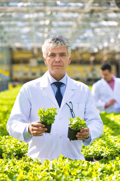 Cientista Masculino Maduro Confiante Examinando Ervas Enquanto Viveiro Plantas — Fotografia de Stock