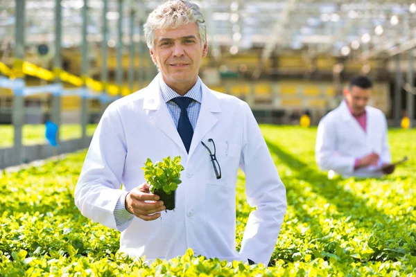 Cientista Masculino Maduro Confiante Examinando Ervas Enquanto Viveiro Plantas — Fotografia de Stock