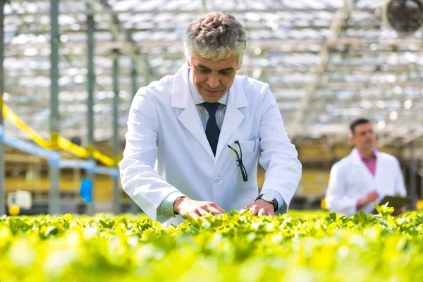 Cientista Masculino Maduro Confiante Examinando Ervas Enquanto Viveiro Plantas — Fotografia de Stock