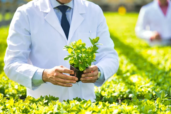 Male Scientist Examining Herbs While Standing Plant Nursery — Stock Photo, Image