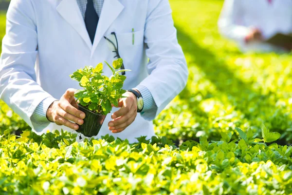 Man Forskare Undersöker Örter Stående Växt Plantskola — Stockfoto