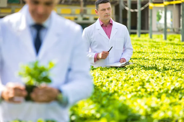 自信成熟的男性科学家站在苗圃中检查草药 — 图库照片
