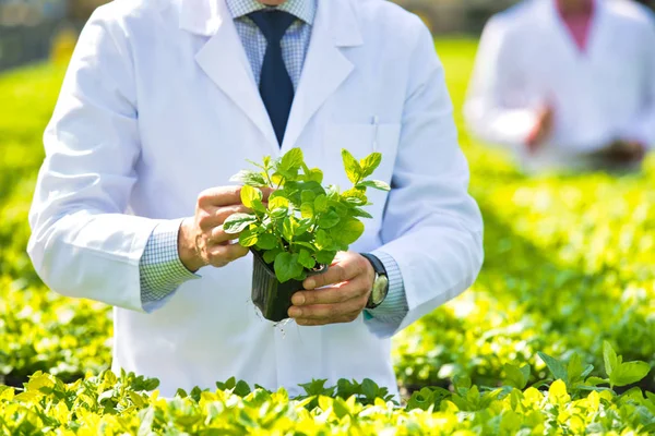 科学家一边站在苗圃里一边检查草药 — 图库照片