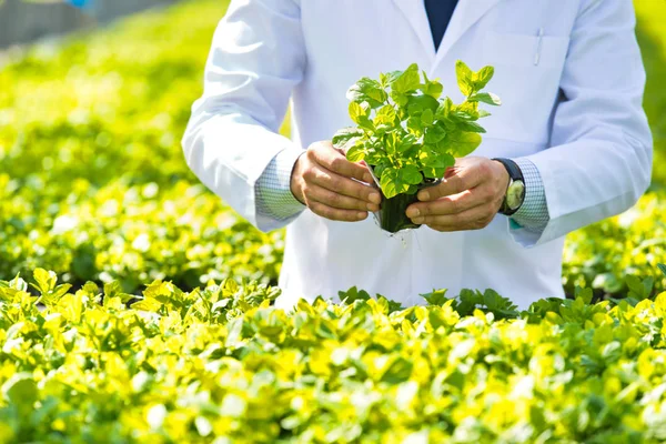 Zelfverzekerde Volwassen Mannelijke Wetenschapper Onderzoekt Kruiden Kas — Stockfoto