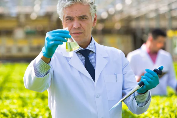 Bioquímico Masculino Confiante Examinando Frasco Cônico Enquanto Segurando Pipeta Estufa — Fotografia de Stock