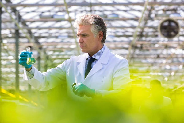 成熟した男性生化学者は 植物保育園でピペットで試験管内に化学物質を保持 — ストック写真