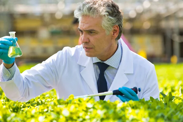 Mature Male Biochemist Holding Chemical Test Tube Pipette Plant Nursery — Stock Photo, Image