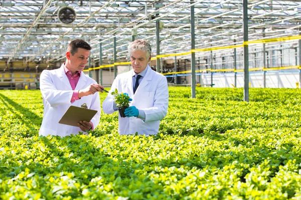 温室で苗を議論する成熟した男性の生化学者 — ストック写真