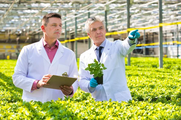 温室で苗を議論する成熟した男性の生化学者 — ストック写真