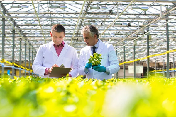 Mogen Manlig Biokemister Diskutera Över Plantan Växthuset — Stockfoto