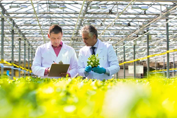 Mature Male Biochemists Discussing Seedling Greenhouse — Stock Photo, Image