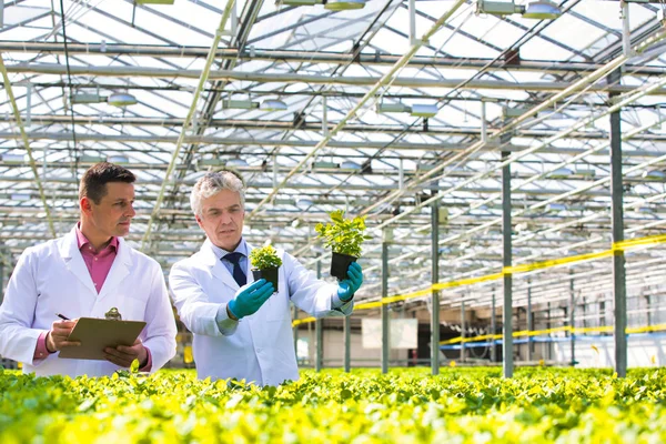 Scientifiques Masculins Matures Confiants Examinant Les Herbes Tout Étant Debout — Photo