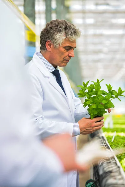 Självsäker Mogen Manlig Forskare Som Undersöker Örter Stående Plantskolan — Stockfoto