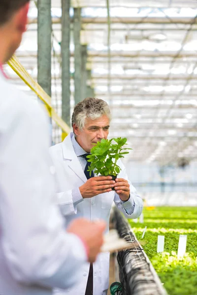 植物園に立ちながらハーブを調べる成熟した男性科学者を自信を持って — ストック写真