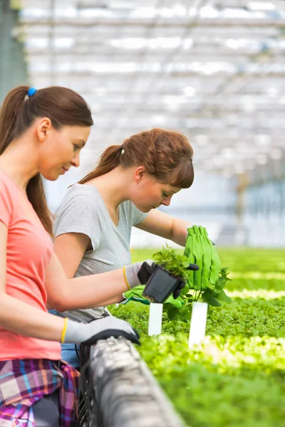 Vrouwelijke Botanici Onderzoeken Kruid Zaailingen Plant Kwekerij — Stockfoto